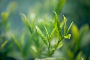 sencha fuji bei teesorte im lexikon