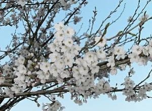 Weißer Tee Japanische Kirschblüte bei Teesorte 