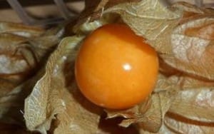 Weißer Tee Himbeer Physalis bei Teesorte 