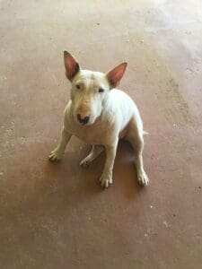 katzenkralle tee für tiere teesorte bullterrier