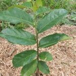 Graviola Lemon