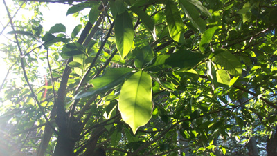 Graviola_tee_lemon_teesorte