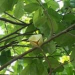 Tee Graviola Lemon