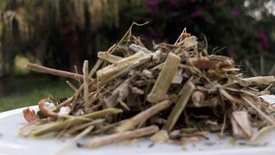 Katzenkralle tea