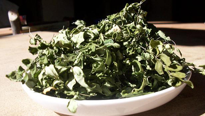 Teesorte Tee Moringa Tee