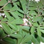 Teesorte Moringa Tee 200g