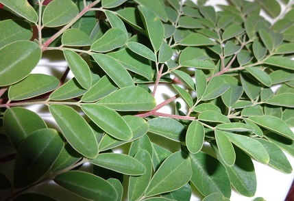 Teesorte Moringa Tee 200g
