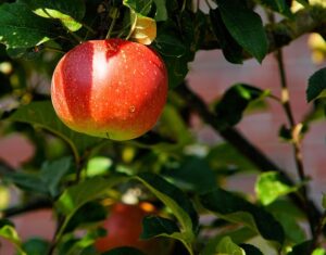 Früchtetee Apfel Zitrone teesorte tee