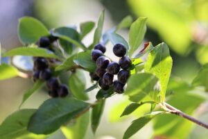 Früchtetee Aroniabeeren Fruchtauslese teesorte tee