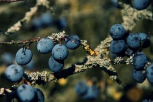 Früchtetee Beerensextett schlehen teesorte tee