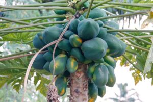 Früchtetee Beerenspaß papaya teesorte tee