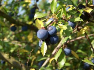 Früchtetee Beerentraum schlehe teesorte tee