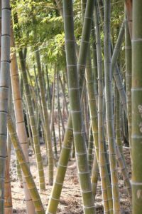 Kräutertee Bambustee Grünes Gold teesorte tee bambus