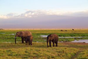 Rotbuschtee Erdbeer Kiwi Icebrush afrika teesorte 