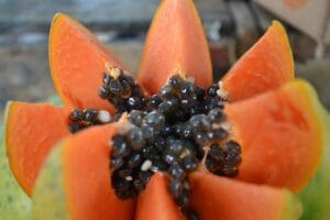 Rotbuschtee Perle des Nils papaya johannisbeere teesorte rooibosh tea