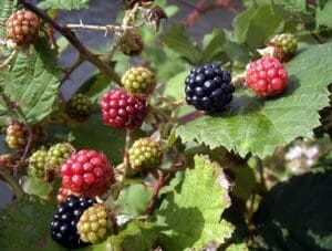 schwarztee Brombeere im Teelexikon