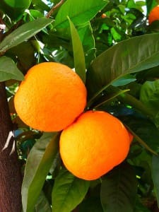 Schwarztee Sternsänger mit Orangen 