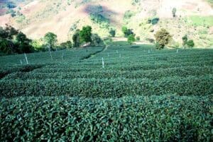 Darjeeling Avongravoe bei Teesorte 