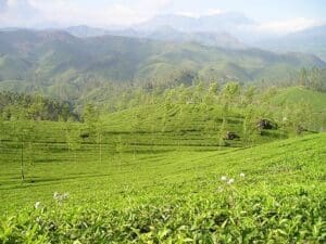 Oolong Nepal Jun Chiyabari bei Teesorte