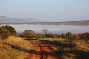 Oolong Malawi Salima Teesorte