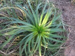 Aloe Veratee bei Teesorte 