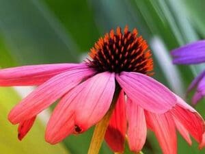 Stärkungstee Echinacea bei Teesorte