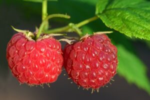 früchtetee beerenmix himbeeren tee teesorte 