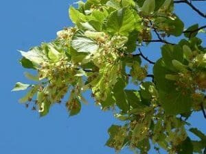 Lindenblüten Tee bei Teesorte 