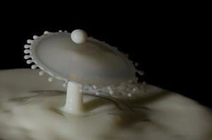 Milky Oolong bei Teesorte
