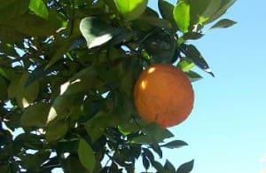 Orangen Muscheln mit Nudeln bei Teesorte 