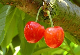 Rotbuschtee Wild Cherry bei Teesorte 