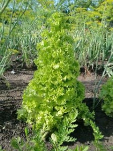 Salat mit grünem Tee Teesorte 