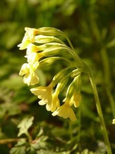 Schlüsselblumen Tee bei Teesorte 