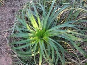 Früchtetee Aloe Vera Beeryfrucht bei Teesorte 