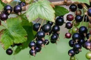 Früchtetee Apfel Cassi johannisbeere Teesorte