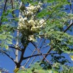 Moringa Tee 600g bei Teesorte