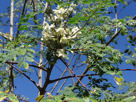 Moringa Tee 600g bei Teesorte