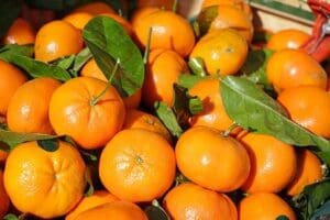 Grüntee winterliche Mandarine im Teelexikon 