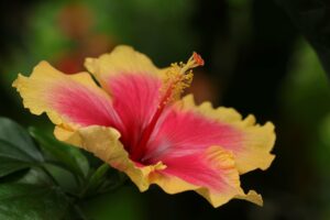 weißer tee Tropenglut® hibiskus teesorte tee