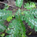 Chanca Piedratee Pflanze bei Teesorte