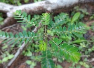 Kräutertee Chanca Piedra Teesorte  