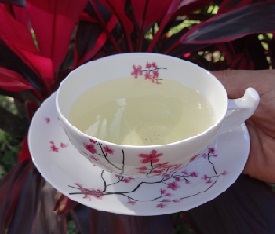Chanca Piedra Tea bei Teesorte