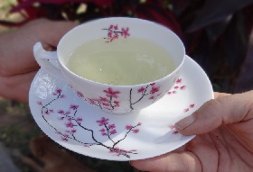 Weißer Tee China Fuding Baihao