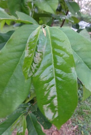 Blätter des graviolabaums von Teesorte 