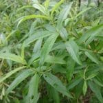 Citron - Cedron bei Teesorte