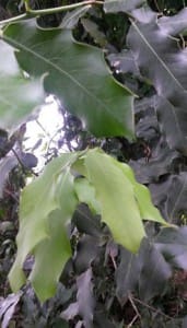 Cangorosa Tee Maytenus ilicifolia bei Teesorte 