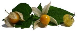 Früchtetee Birnen Mango Physalis bei Teesorte 