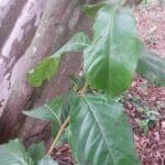 Teesorte Guavenblättertee aus Paraguay