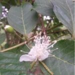 Guaven Blättertee Teesorte mit Blüte