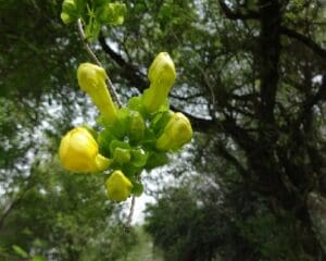 Tee der Katzenkralle - traumhafte gelbe Blüte